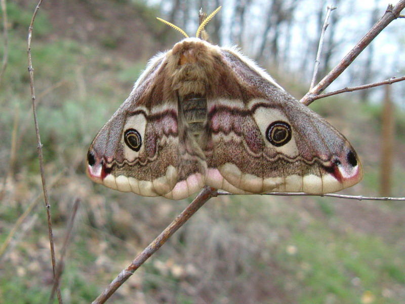 Grossa farfalla - Saturnia (Eudia) pavoniella